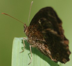 Panyapedaliodes drymaea