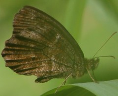 Panyapedaliodes drymaea