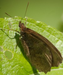 Panyapedaliodes drymaea