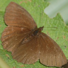 Panyapedaliodes drymaea