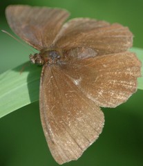 Panyapedaliodes drymaea