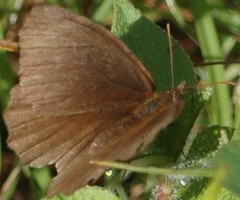 Panyapedaliodes drymaea