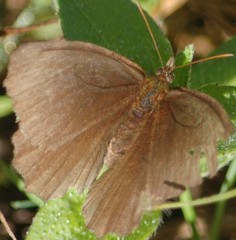Panyapedaliodes drymaea