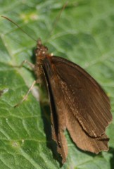 Panyapedaliodes drymaea