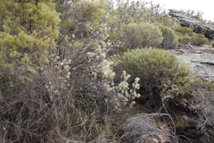 Leucadendron meyerianum