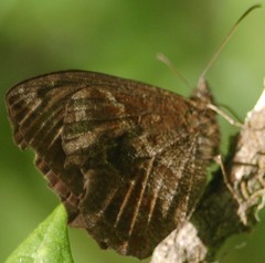 Panyapedaliodes drymaea