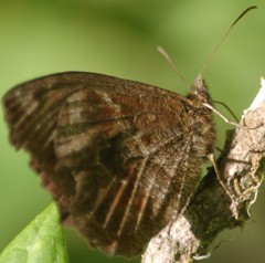 Panyapedaliodes drymaea