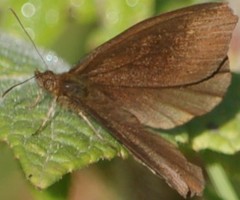 Panyapedaliodes drymaea