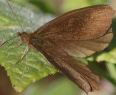 Panyapedaliodes drymaea