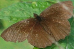 Panyapedaliodes drymaea
