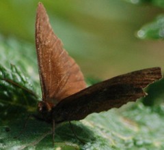 Panyapedaliodes drymaea