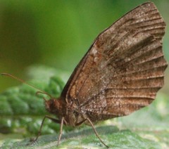 Panyapedaliodes drymaea