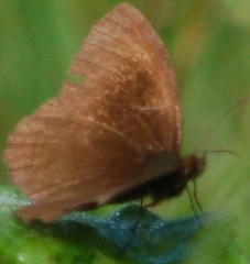 Panyapedaliodes drymaea