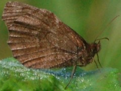 Panyapedaliodes drymaea