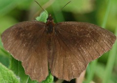 Panyapedaliodes drymaea