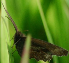 Panyapedaliodes drymaea