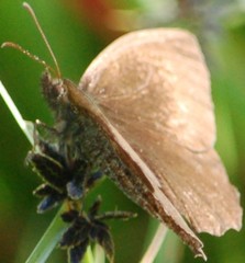Panyapedaliodes drymaea