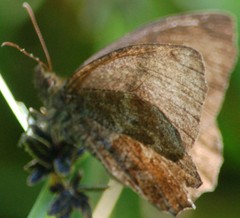 Panyapedaliodes drymaea