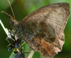 Panyapedaliodes drymaea