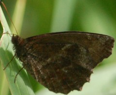 Panyapedaliodes drymaea