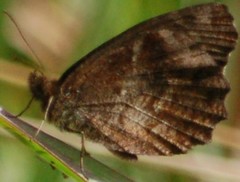 Panyapedaliodes drymaea