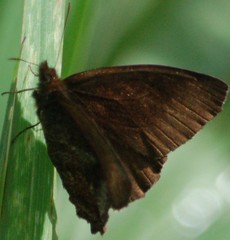 Panyapedaliodes drymaea