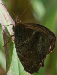 Panyapedaliodes drymaea