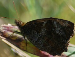 Panyapedaliodes drymaea