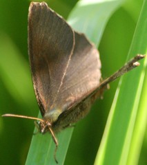 Panyapedaliodes drymaea