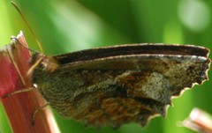 Panyapedaliodes drymaea