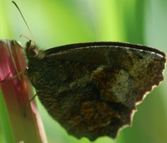Panyapedaliodes drymaea