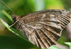 Panyapedaliodes drymaea
