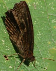 Panyapedaliodes drymaea