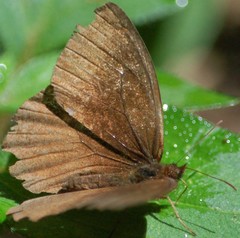 Panyapedaliodes drymaea