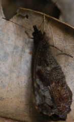 Panyapedaliodes drymaea