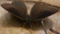 Panyapedaliodes drymaea