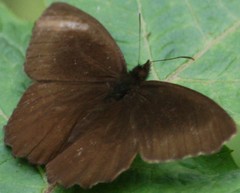 Panyapedaliodes drymaea