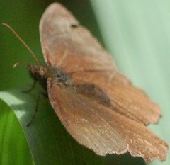 Panyapedaliodes drymaea