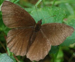 Panyapedaliodes drymaea