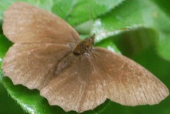 Panyapedaliodes drymaea