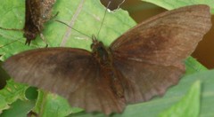 Panyapedaliodes drymaea