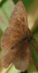Panyapedaliodes drymaea