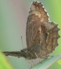 Panyapedaliodes drymaea