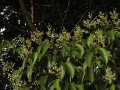 Miconia acuminata