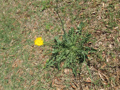 Hypochaeris radicata