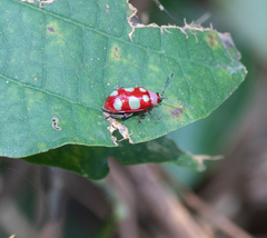 Omophoita sexnotata