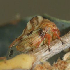 Grandolobus grandis