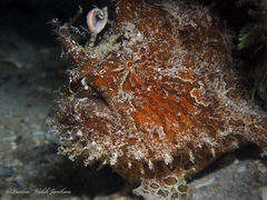 Antennarius scaber