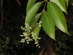 Miconia acuminata