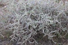 Sclerolaena birchii
